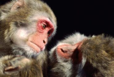 أزال-جزءا-من-أدمغتها.-إيلون-ماسك-متهم-بـ”تعذيب-القرود”