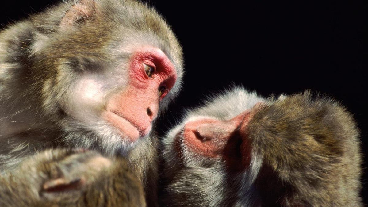 أزال-جزءا-من-أدمغتها.-إيلون-ماسك-متهم-بـ”تعذيب-القرود”